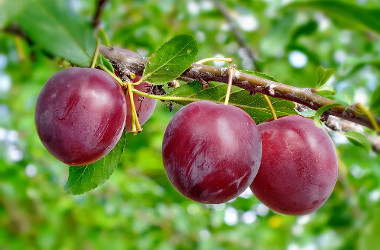 Идеальный летний фрукт: 5 полезных свойств сливы