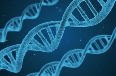 Исследователи определили ген, ответственный за повышенный риск детской хрупкости